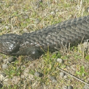 Tiliqua rugosa at Amaroo, ACT - 25 Sep 2018