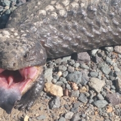 Tiliqua rugosa (Shingleback Lizard) at Bonner, ACT - 25 Sep 2018 by nath_kay