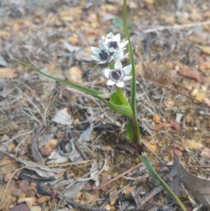 Wurmbea dioica subsp. dioica at Amaroo, ACT - 25 Sep 2018