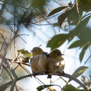 Zosterops lateralis at Florey, ACT - 23 Sep 2018