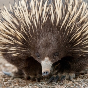 Tachyglossus aculeatus at Amaroo, ACT - 15 Sep 2018 12:28 PM