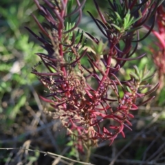 Suaeda australis (Austral Seablite) at Corunna, NSW - 25 Sep 2018 by LocalFlowers