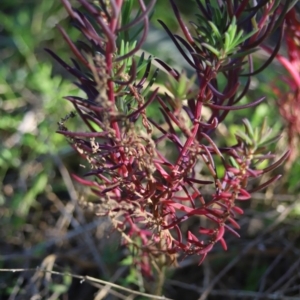 Suaeda australis at Corunna, NSW - 25 Sep 2018