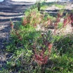 Suaeda australis at Corunna, NSW - 25 Sep 2018