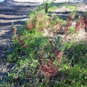 Suaeda australis at Corunna, NSW - 25 Sep 2018