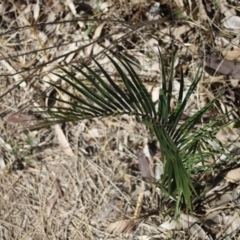 Macrozamia communis (Burrawang) at Corunna, NSW - 25 Sep 2018 by LocalFlowers