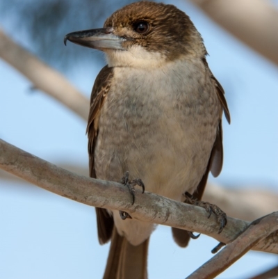 Cracticus torquatus (Grey Butcherbird) at Wallaroo, ACT - 10 Sep 2018 by b