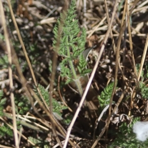 Daucus carota at Corunna, NSW - 25 Sep 2018