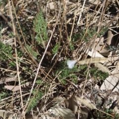 Daucus carota at Corunna, NSW - 25 Sep 2018 02:04 PM
