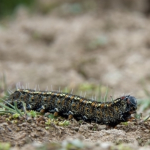 Apina callisto at Amaroo, ACT - 15 Sep 2018 11:29 AM