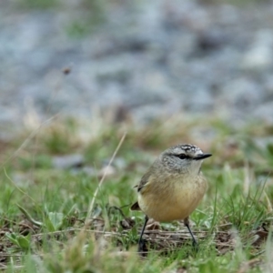 Acanthiza chrysorrhoa at Amaroo, ACT - 15 Sep 2018