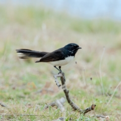 Rhipidura leucophrys (Willie Wagtail) at Mulligans Flat - 15 Sep 2018 by b