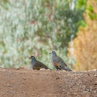 Phaps chalcoptera (Common Bronzewing) at Paddys River, ACT - 2 Sep 2018 by b