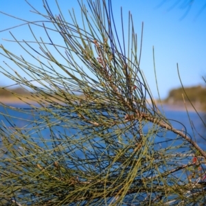 Casuarina glauca at Corunna, NSW - 25 Sep 2018 02:03 PM