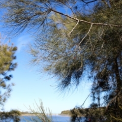 Casuarina glauca at Corunna, NSW - 25 Sep 2018 02:03 PM