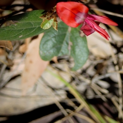 Kennedia rubicunda (Dusky Coral Pea) at Corunna, NSW - 25 Sep 2018 by LocalFlowers
