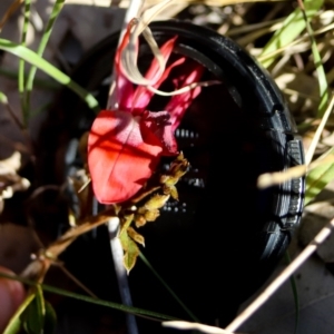 Kennedia rubicunda at Corunna, NSW - 25 Sep 2018 02:03 PM