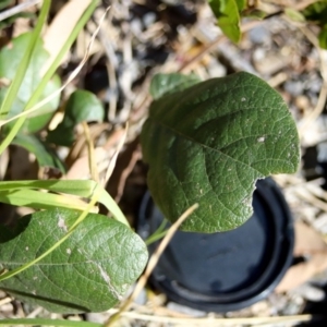 Kennedia rubicunda at Corunna, NSW - 25 Sep 2018
