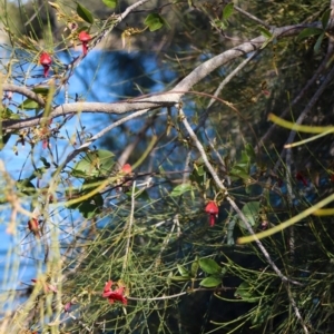 Kennedia rubicunda at Corunna, NSW - 25 Sep 2018