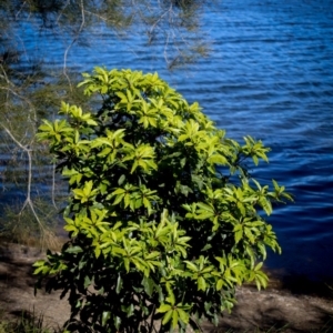 Pittosporum undulatum at Corunna, NSW - 25 Sep 2018