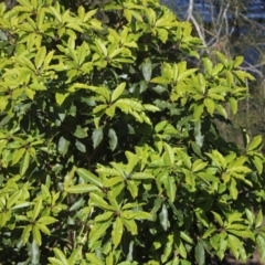 Pittosporum undulatum at Corunna, NSW - 25 Sep 2018 02:03 PM