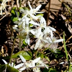 Clematis glycinoides (Headache Vine) at Corunna, NSW - 25 Sep 2018 by WildernessPhotographer