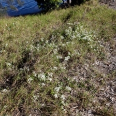 Clematis glycinoides at Corunna, NSW - 25 Sep 2018 02:01 PM