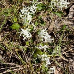 Clematis glycinoides at Corunna, NSW - 25 Sep 2018 02:01 PM