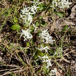 Clematis glycinoides at Corunna, NSW - 25 Sep 2018