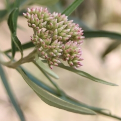 Ozothamnus argophyllus (Spicy Everlasting) at Narooma, NSW - 25 Sep 2018 by LocalFlowers