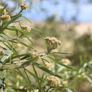 Ozothamnus argophyllus at Narooma, NSW - 25 Sep 2018 01:54 PM