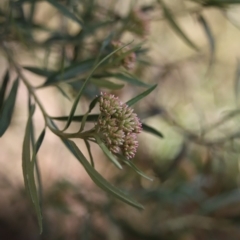 Ozothamnus argophyllus at Narooma, NSW - 25 Sep 2018 01:54 PM