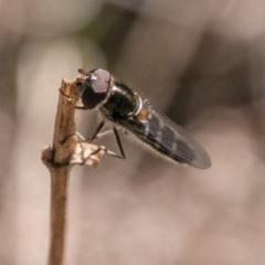 Melangyna sp. (genus) (Hover Fly) at Callum Brae - 18 Sep 2018 by SWishart