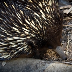 Tachyglossus aculeatus at Corunna, NSW - 25 Sep 2018 02:12 PM