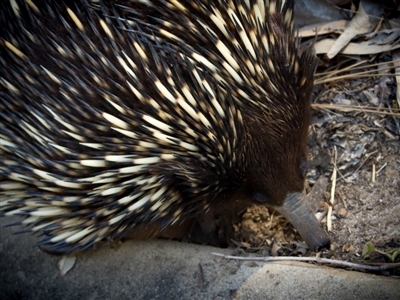 Tachyglossus aculeatus (Short-beaked Echidna) at Corunna, NSW - 25 Sep 2018 by LocalFlowers