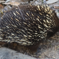 Tachyglossus aculeatus at Corunna, NSW - 25 Sep 2018