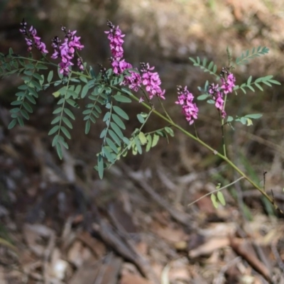 Indigofera australis subsp. australis (Australian Indigo) at Narooma, NSW - 25 Sep 2018 by LocalFlowers