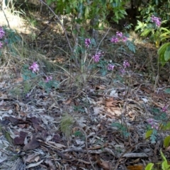 Indigofera australis subsp. australis at Narooma, NSW - 25 Sep 2018 01:54 PM