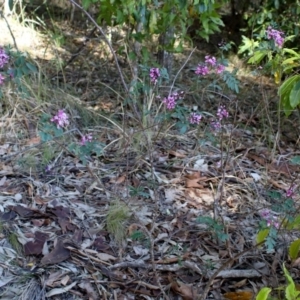 Indigofera australis subsp. australis at Narooma, NSW - 25 Sep 2018