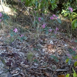 Indigofera australis subsp. australis at Narooma, NSW - 25 Sep 2018 01:54 PM