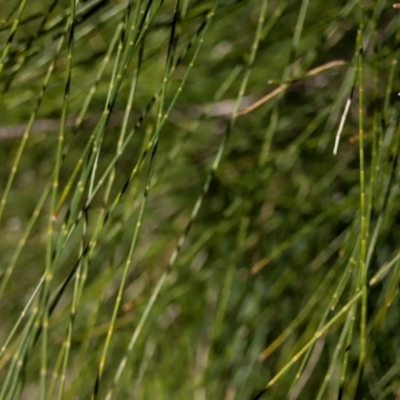 Casuarina glauca (Swamp She-oak) at Narooma, NSW - 25 Sep 2018 by LocalFlowers