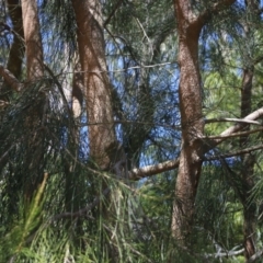 Casuarina glauca at Narooma, NSW - 25 Sep 2018