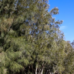 Casuarina glauca at Narooma, NSW - 25 Sep 2018