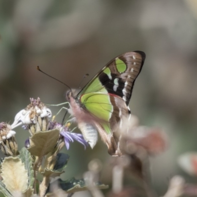 Graphium macleayanum (Macleay's Swallowtail) at Hackett, ACT - 24 Sep 2018 by AlisonMilton