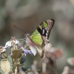 Graphium macleayanum (Macleay's Swallowtail) at Hackett, ACT - 24 Sep 2018 by Alison Milton