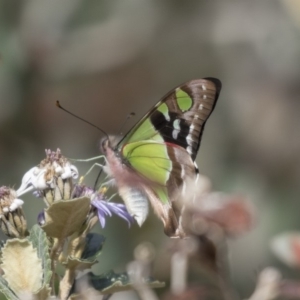 Graphium macleayanum at Hackett, ACT - 24 Sep 2018