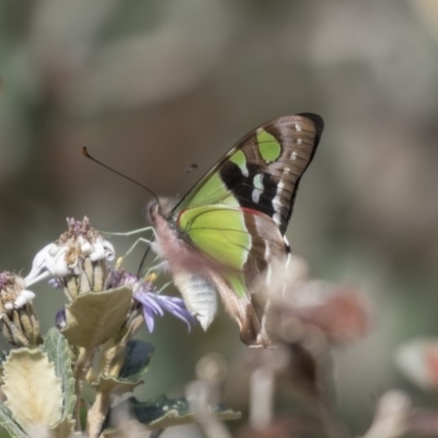 Graphium macleayanum (Macleay's Swallowtail) at Hackett, ACT - 24 Sep 2018 by Alison Milton