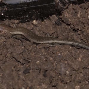 Lampropholis delicata at Higgins, ACT - 6 Sep 2018