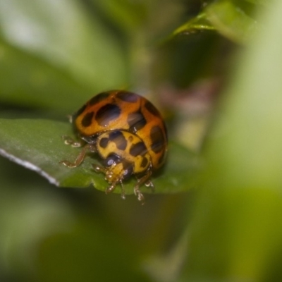 Harmonia conformis (Common Spotted Ladybird) at Higgins, ACT - 7 Sep 2018 by Alison Milton