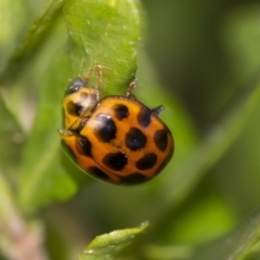 Harmonia conformis at Higgins, ACT - 7 Sep 2018 02:52 PM